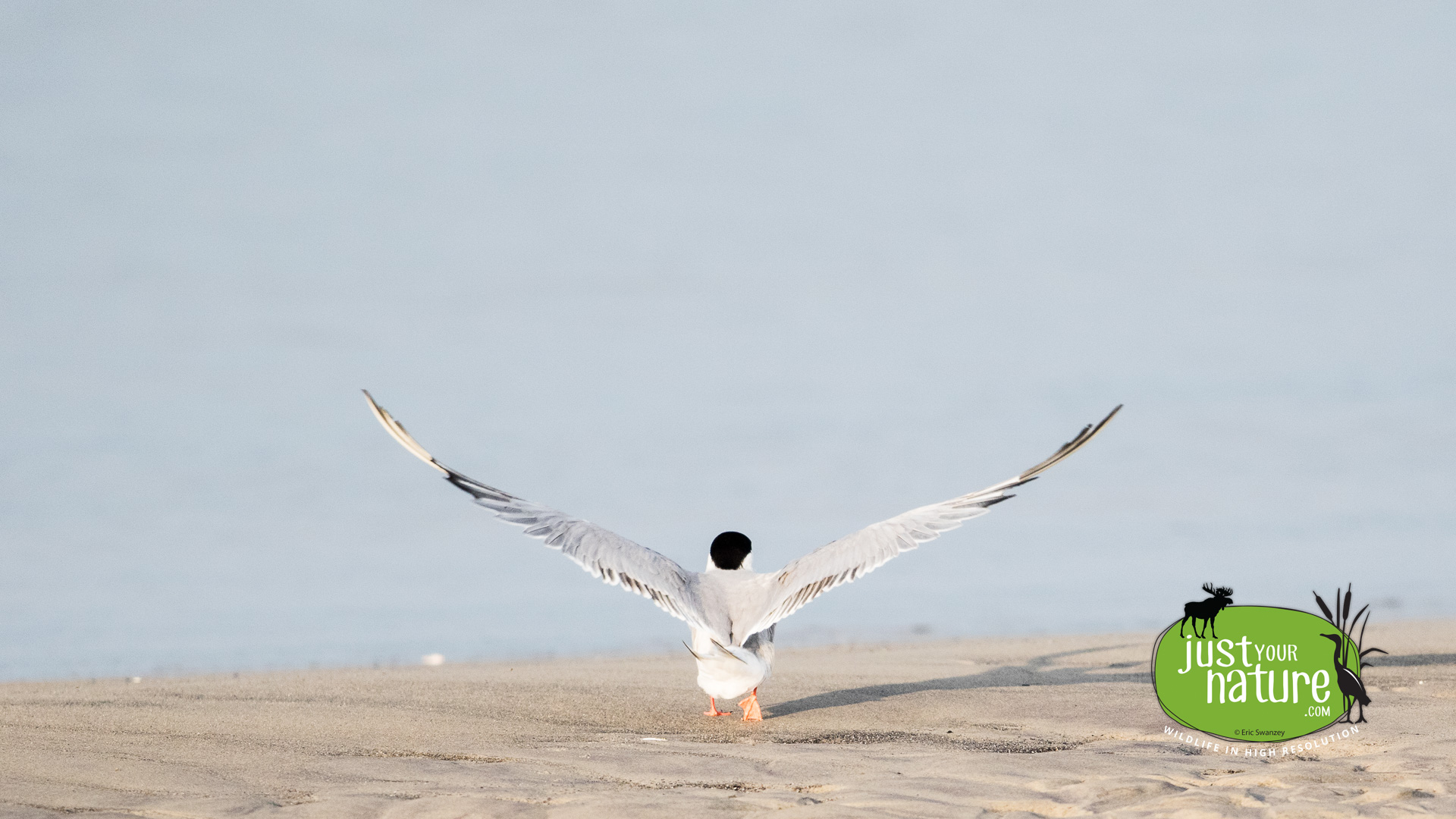 Common Tern, Sandy Point State Reservation, Plum Island, Massachusetts, 21 July 2015 by Eric Swanzey