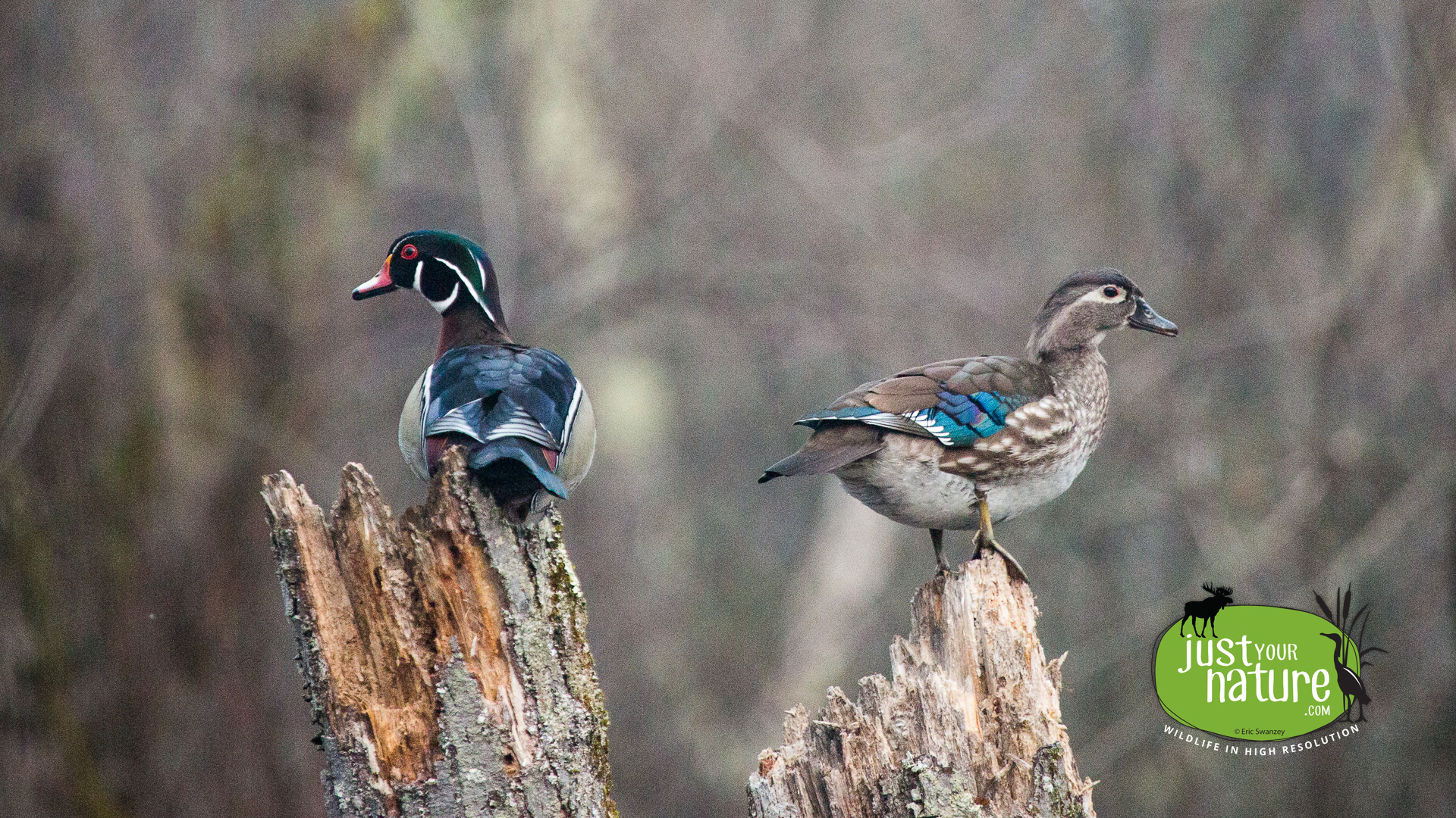 Wood Duck, Ipswich River Wildlife Sanctuary, Topsfield, Massachusetts, 23 April 2014 by Eric Swanzey