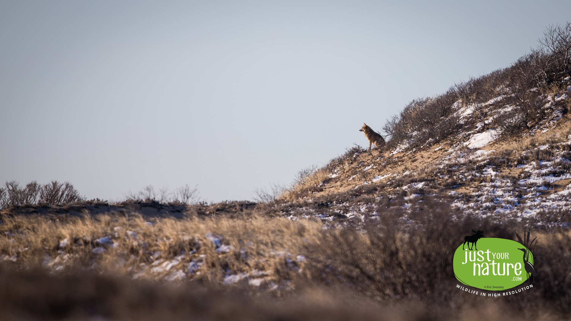 Eastern Coyote, Parker River NWR, Plum Island, Massachusetts, 6 April 2016 by Eric Swanzey