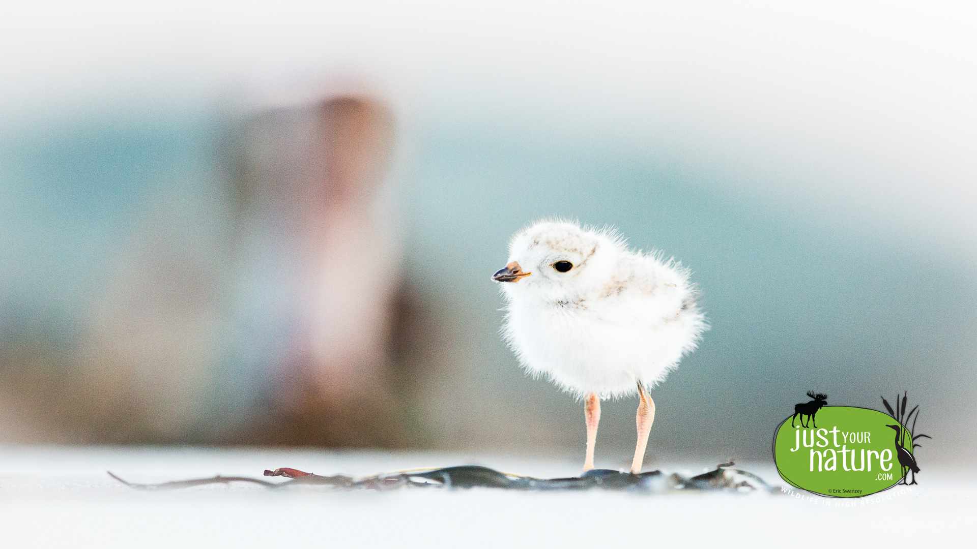 Piping Plover, Crane Beach, Ipswich, Massachusetts, 15 June 2014 by Eric Swanzey