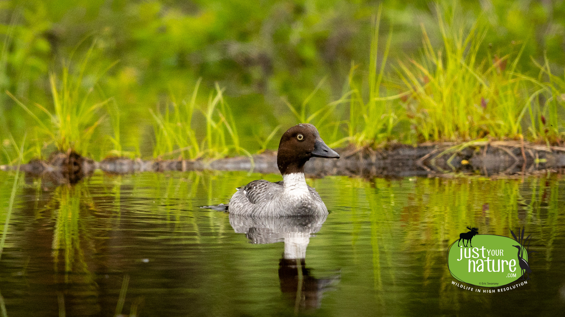 Common Goldeneye, Blair Spur Rd, T7 R11 Wels, North Maine Woods (NMW), Maine, DeLorme 56:D2, 26 June 2024 by Eric Swanzey