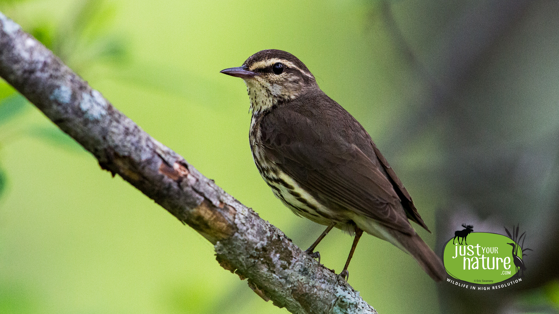 Northern Waterthrush, Gordon Woods, Gull Pond, Wenham, Massachusetts, 25 May 2015 by Eric Swanzey