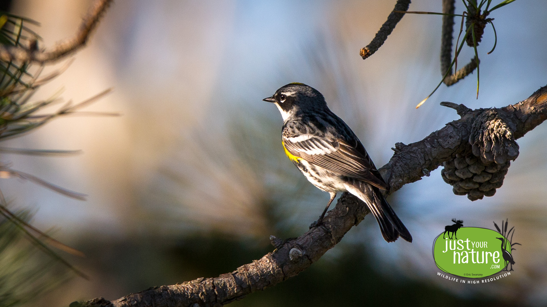 Yellow-rumped Warbler, Parker River NWR, Plum Island, Massachusetts, 12 May 2014 by Eric Swanzey