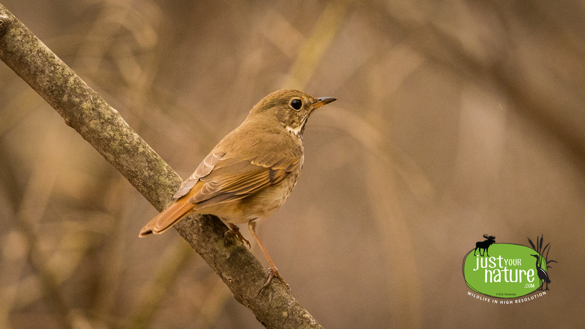 Hermit Thrush, Parker River NWR, Plum Island, Massachusetts, 22 April 2016 by Eric Swanzey