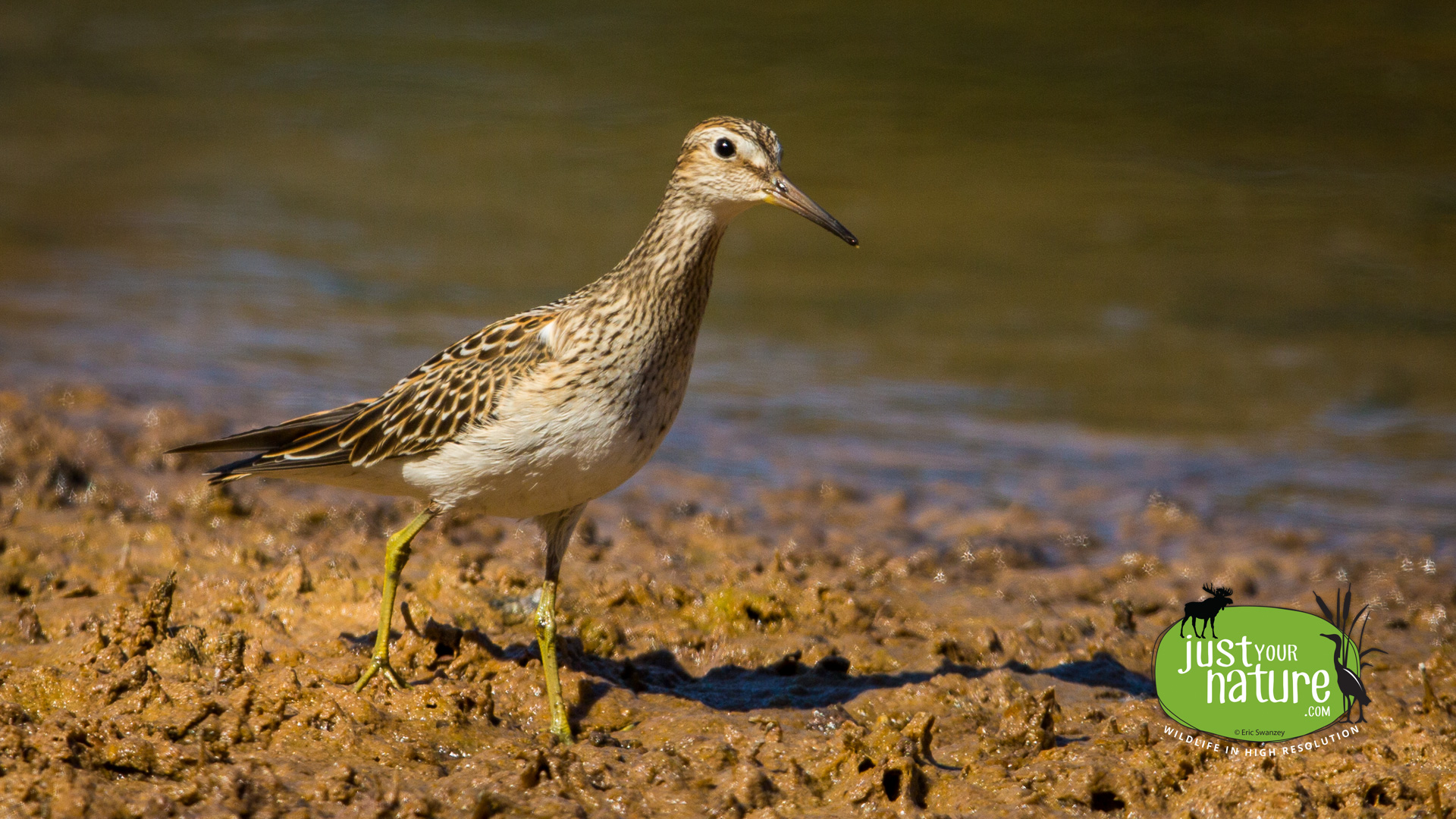 Pectoral Sandpiper, Parker River NWR, Plum Island, Massachusetts, 27 September 2014 by Eric Swanzey