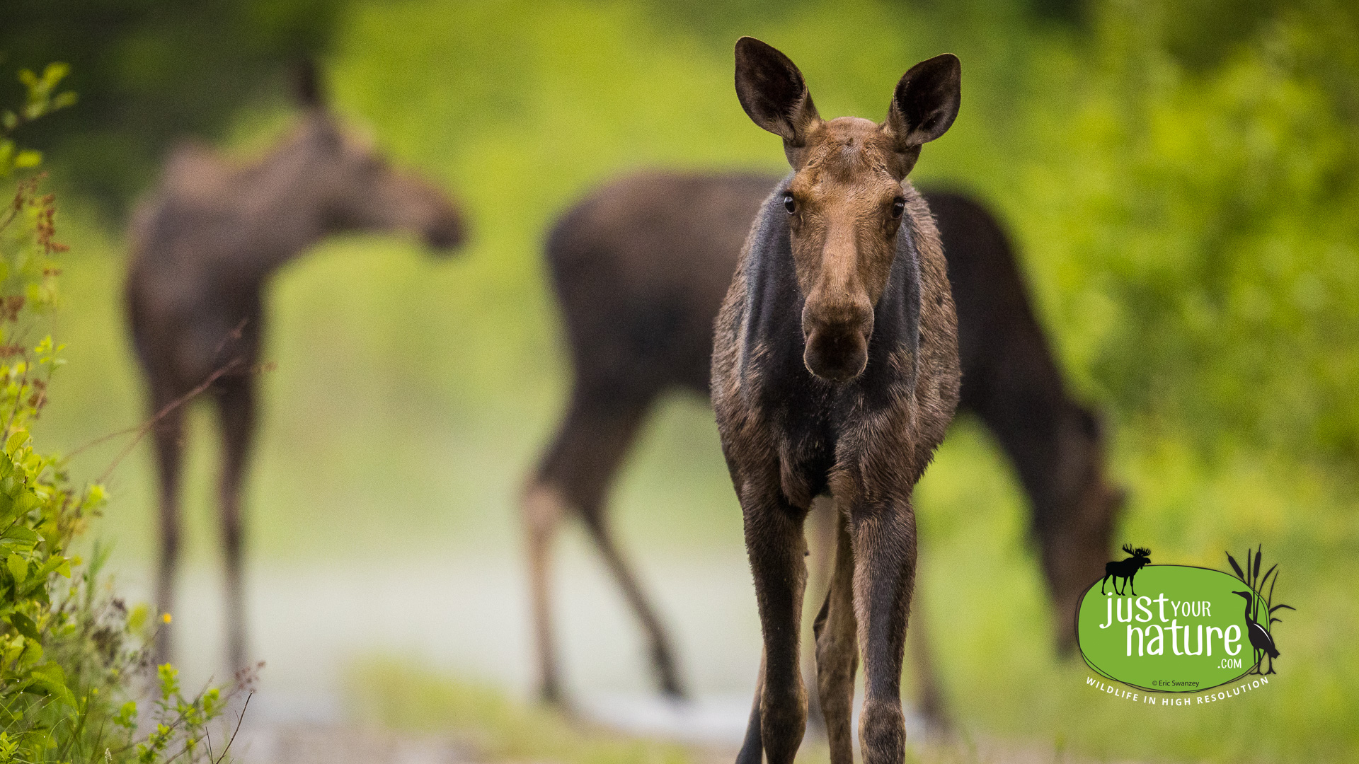 Moose, Elm Stream Twp, North Maine Woods (NMW), Maine, DeLorme 48:C5, 17 June 2024 by Eric Swanzey