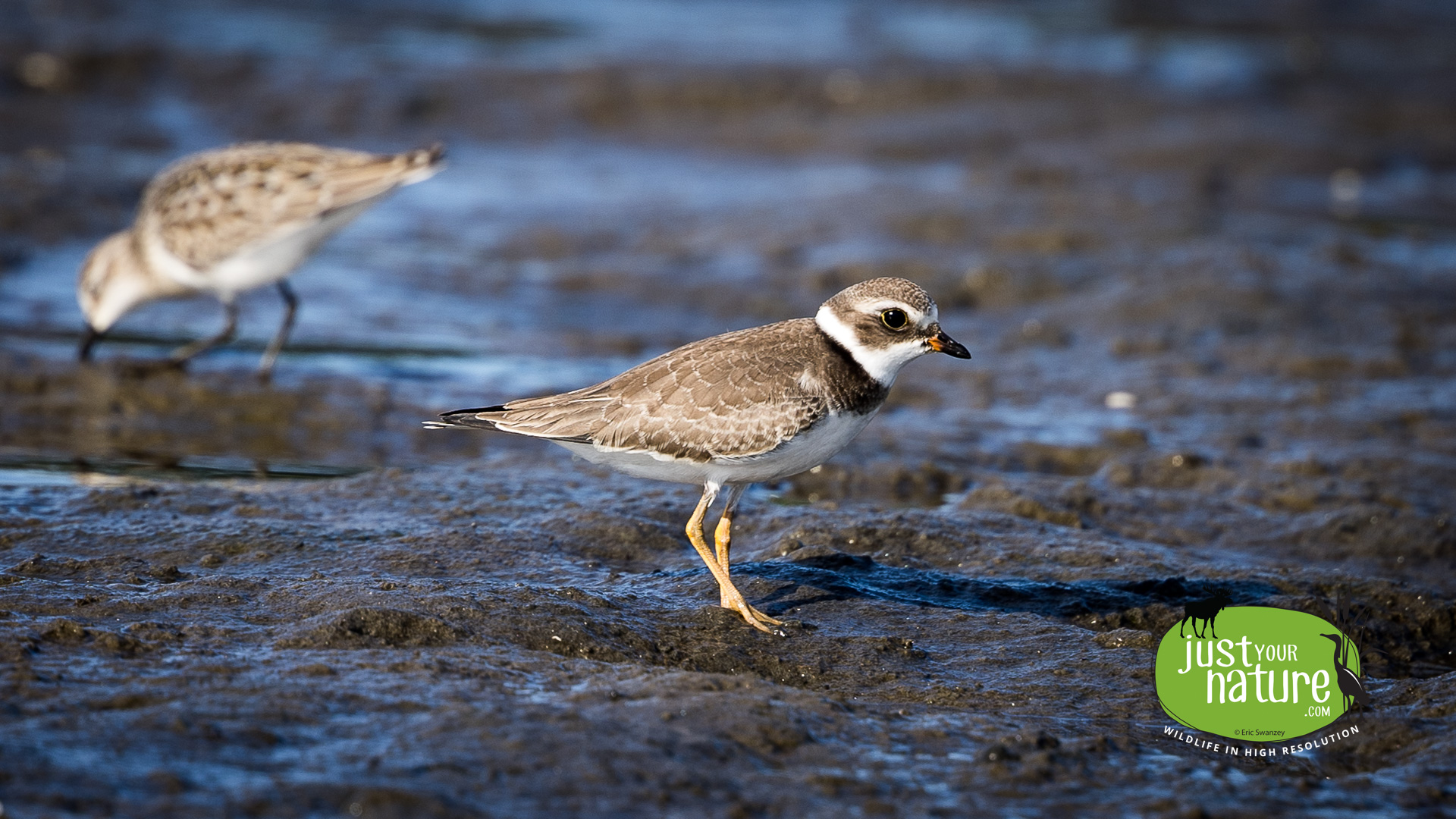 Semipalmated Plover, Scarborough Marsh, Scarborough, Maine, 1 September 2022 by Eric Swanzey