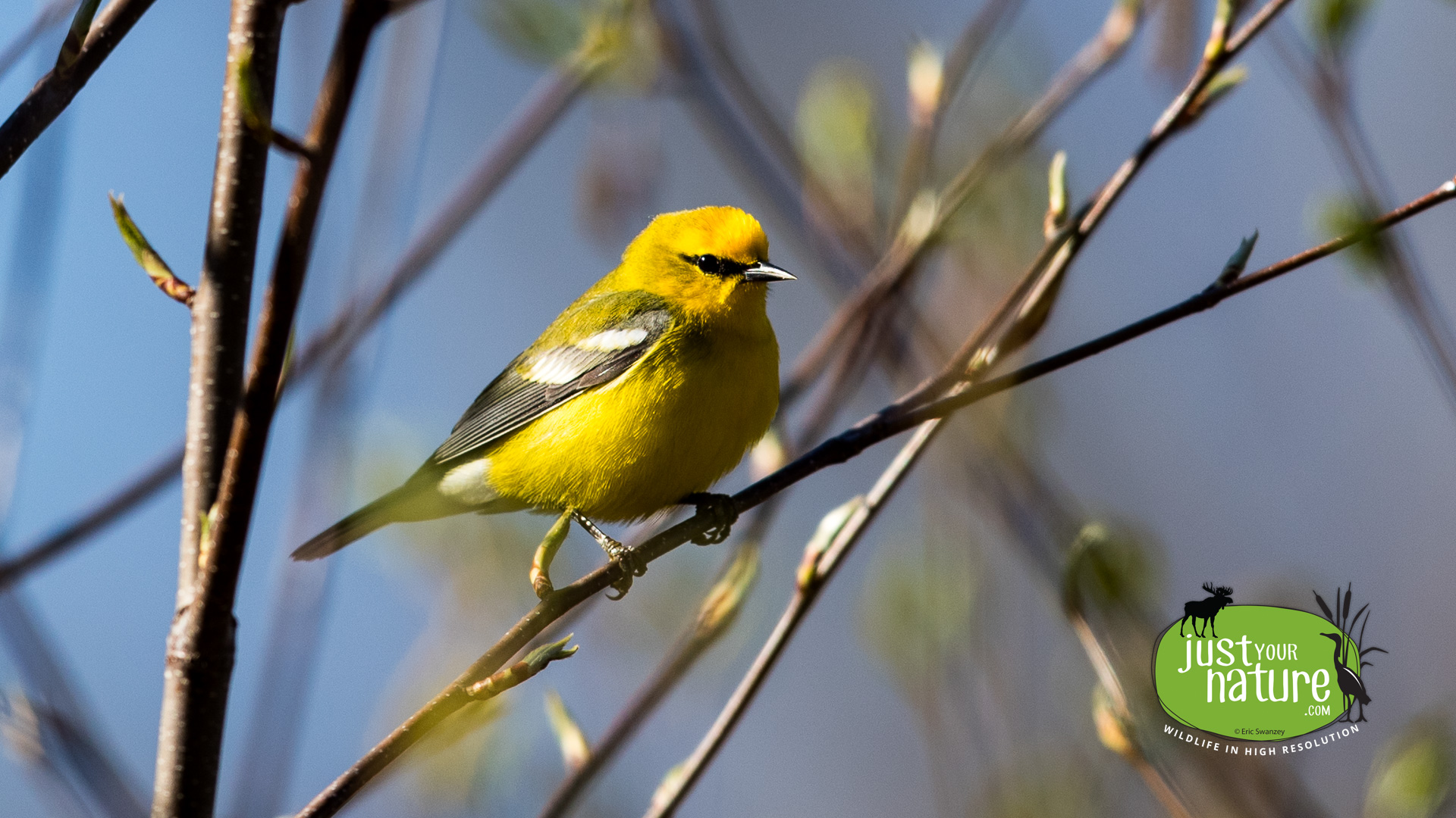 Blue-winged Warbler, Martin H. Burns Wildlife Management Area, Newbury, Massachusetts, 10 May 2016 by Eric Swanzey