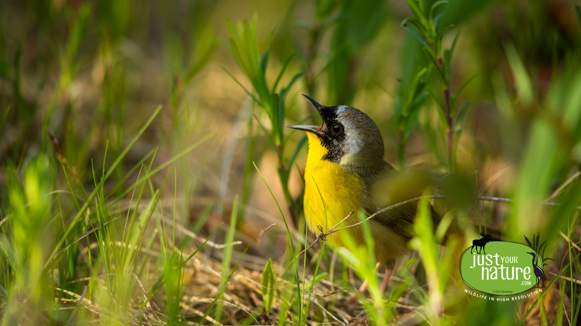 Common Yellowthroat, Parker River NWR, Plum Island, Massachusetts, 18 May 2014 by Eric Swanzey