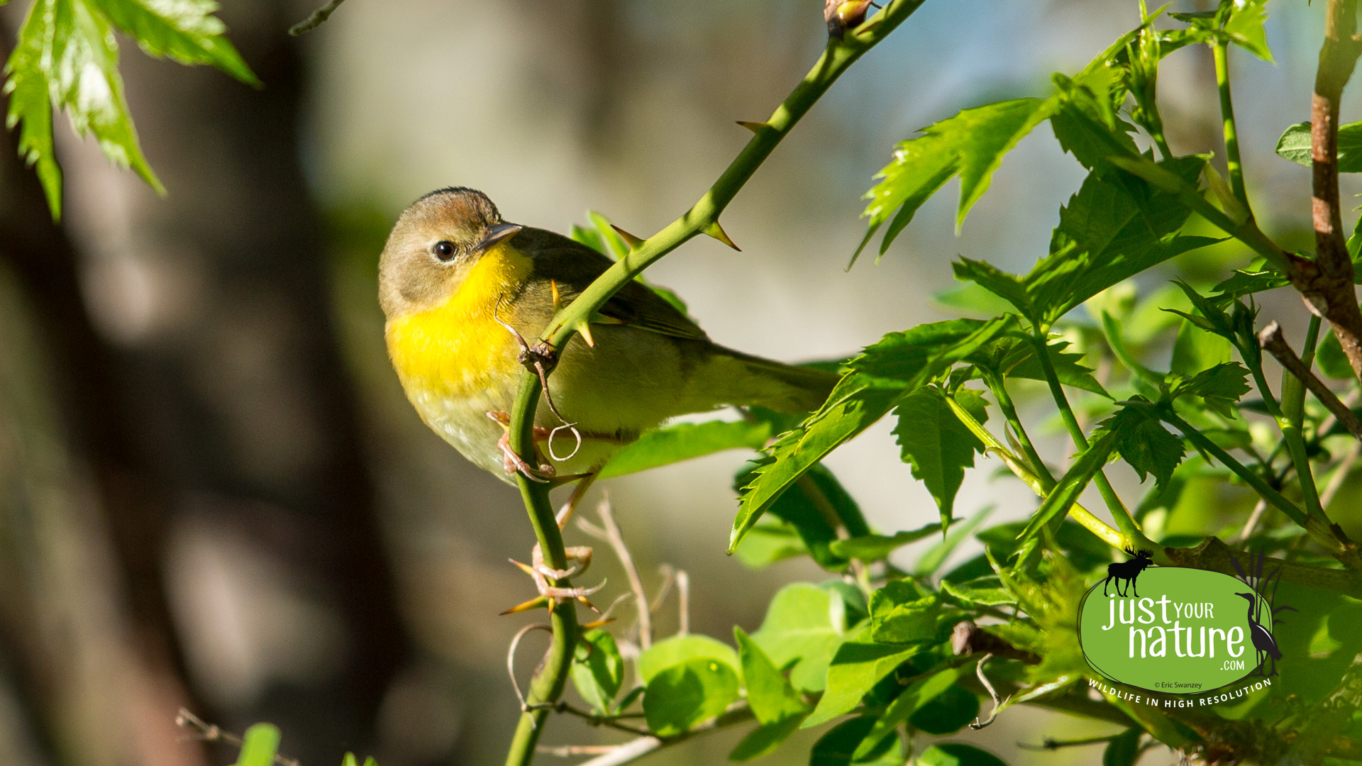 American Redstart, Parker River NWR, Plum Island, Massachusetts, 20 May 2014 by Eric Swanzey