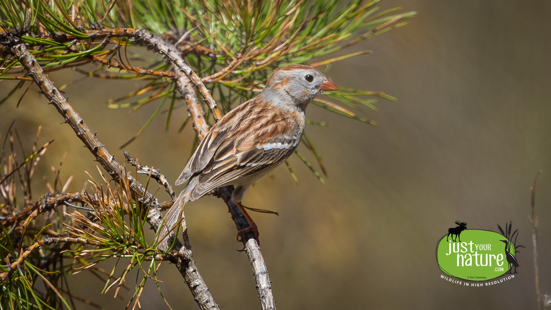 Field Sparrow, Great Bay NWR, New Hampshire, Newington, 7 May 2023 by Eric Swanzey