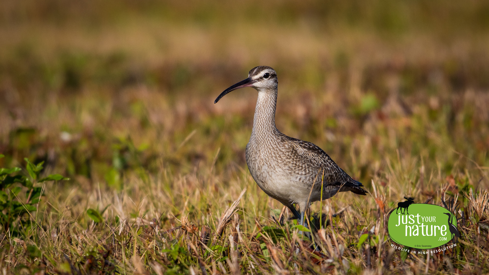 Whimbrel, Parker River NWR, Plum Island, Massachusetts, 14 September 2015 by Eric Swanzey