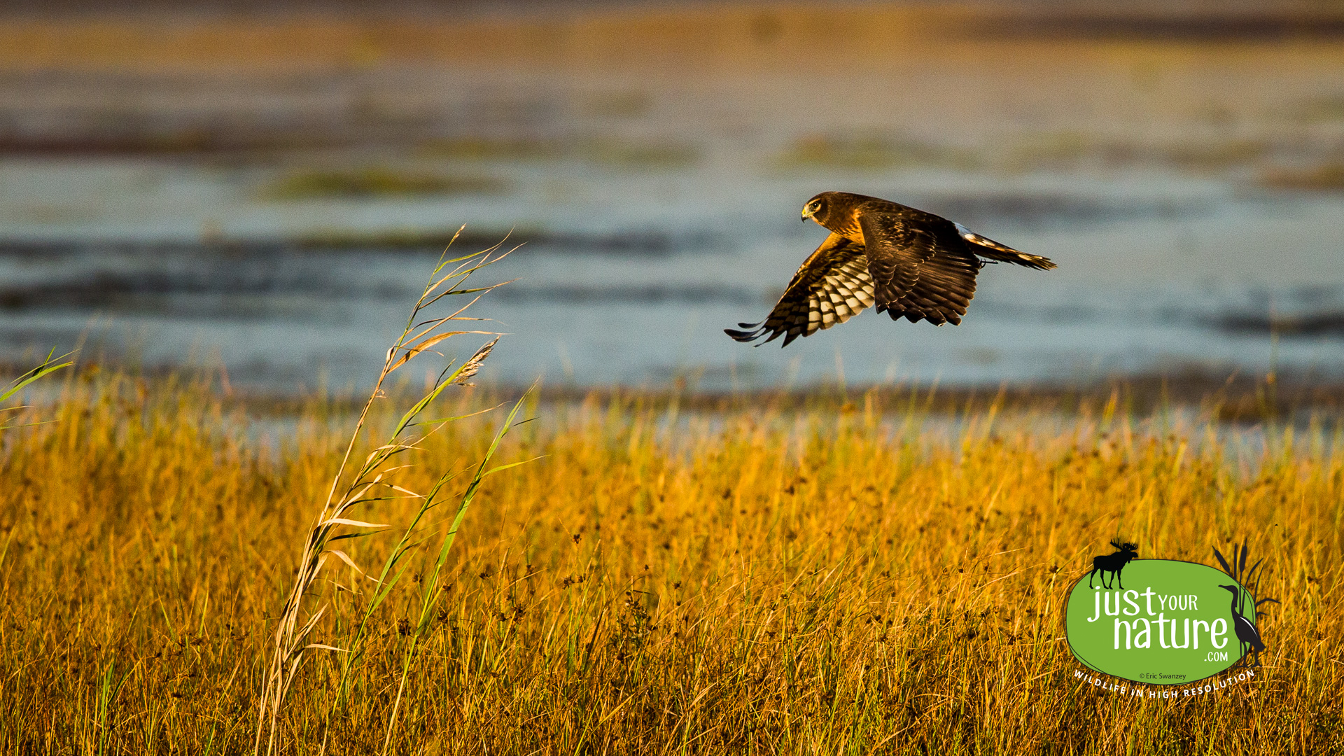 Northern Harrier, Parker River NWR, Plum Island, Massachusetts, 7 October 2014 by Eric Swanzey