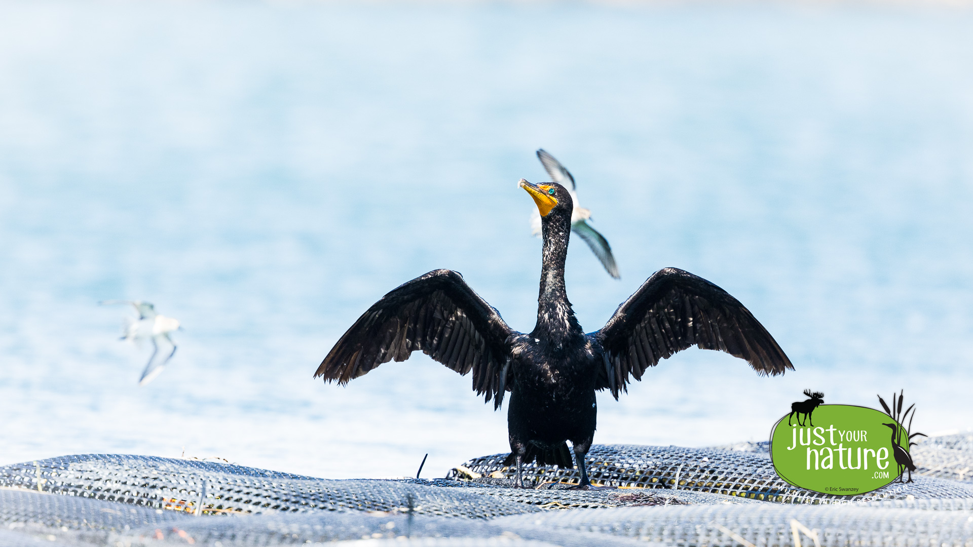 Double-crested Cormorant, Scarborough Marsh, Scarborough, Maine, 28 August 2022 by Eric Swanzey