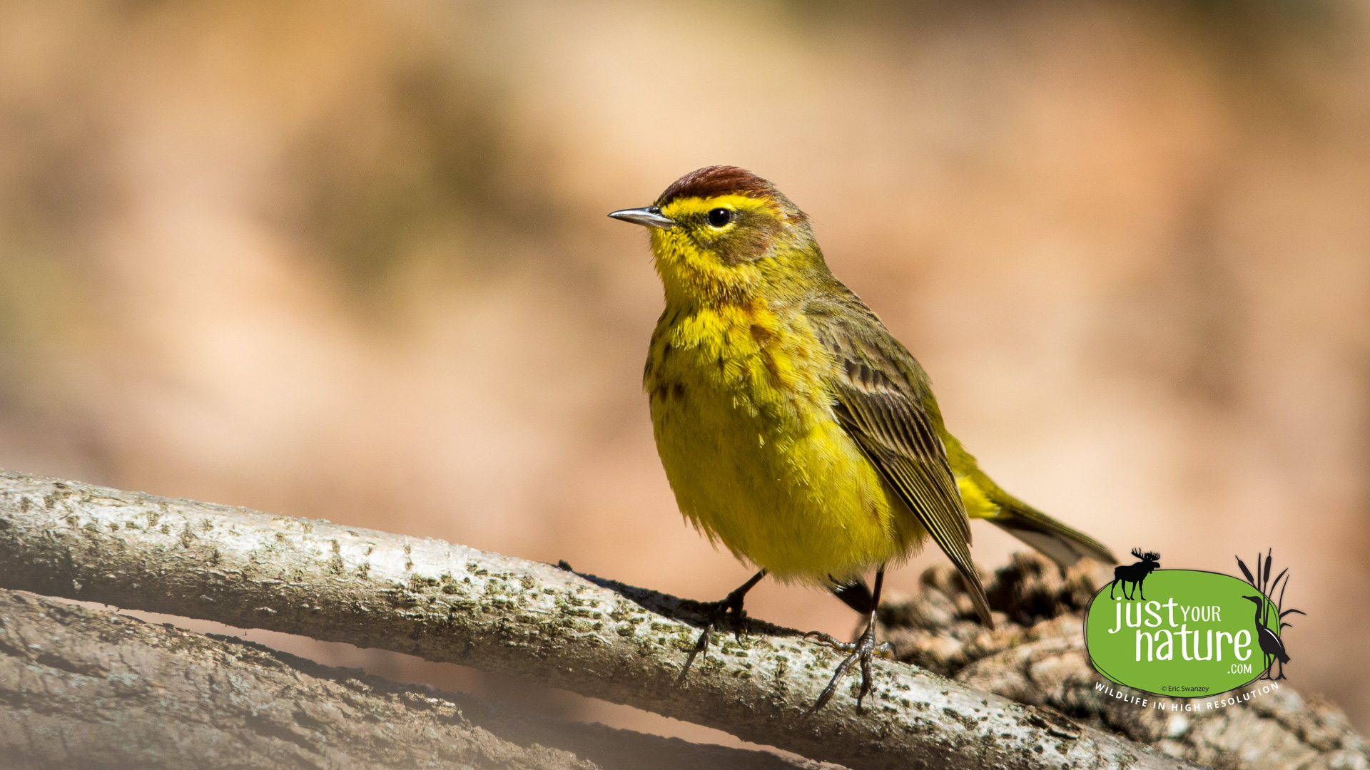 Palm Warbler, Ipswich River Wildlife Sanctuary, Topsfield, Massachusetts, 19 April 2015 by Eric Swanzey