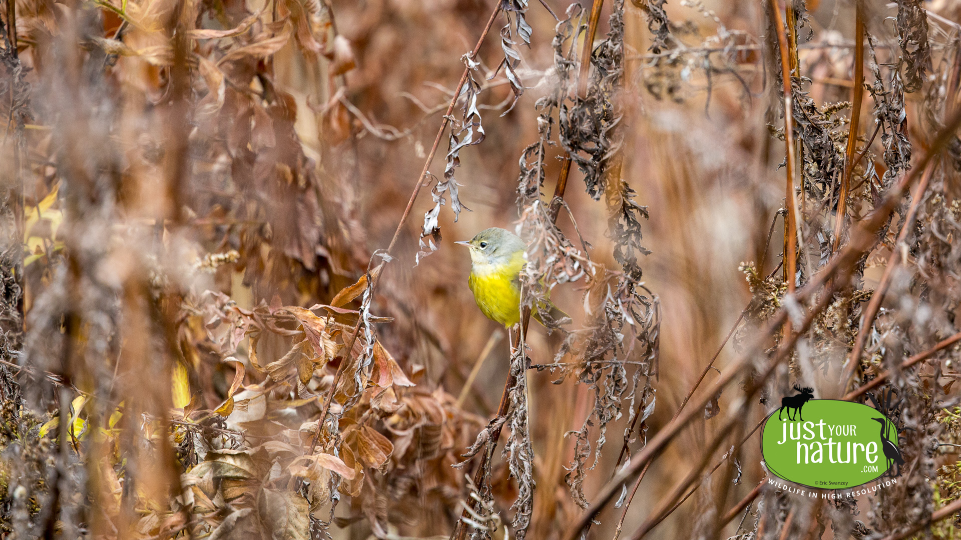 MacGillivray's Warbler, Lexington Community Farm, Lexington, Massachusetts, 10 November 2015 by Eric Swanzey