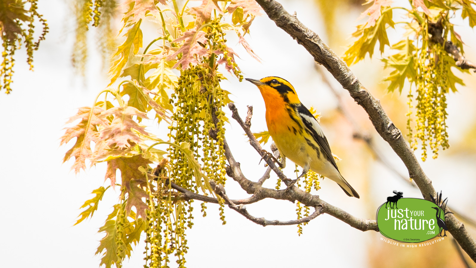 Blackburnian Warbler, Parker River NWR, Plum Island, Massachusetts, 21 May 2016 by Eric Swanzey