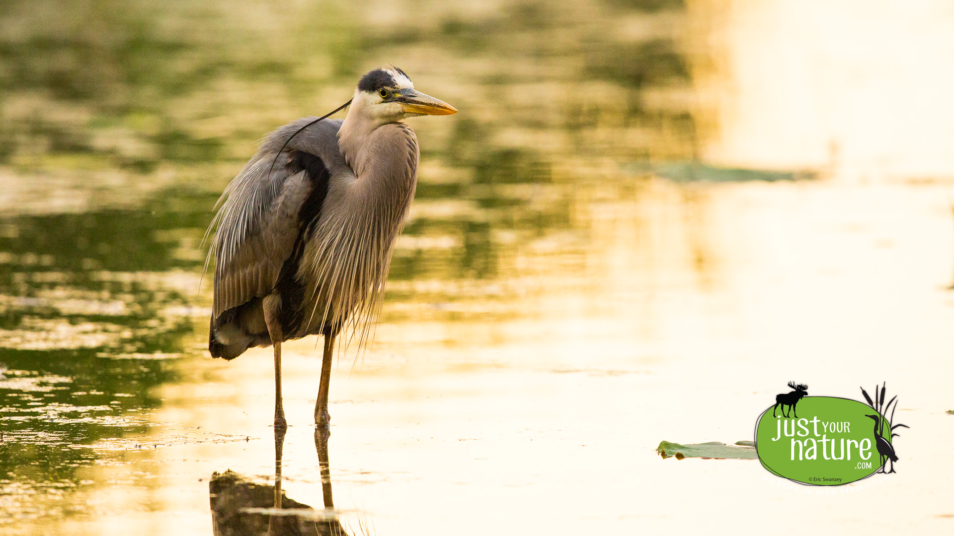 Great Blue Heron, Great Meadows National Wildlife Refuge, Concord, Massachusetts, 19 June 2014 by Eric Swanzey