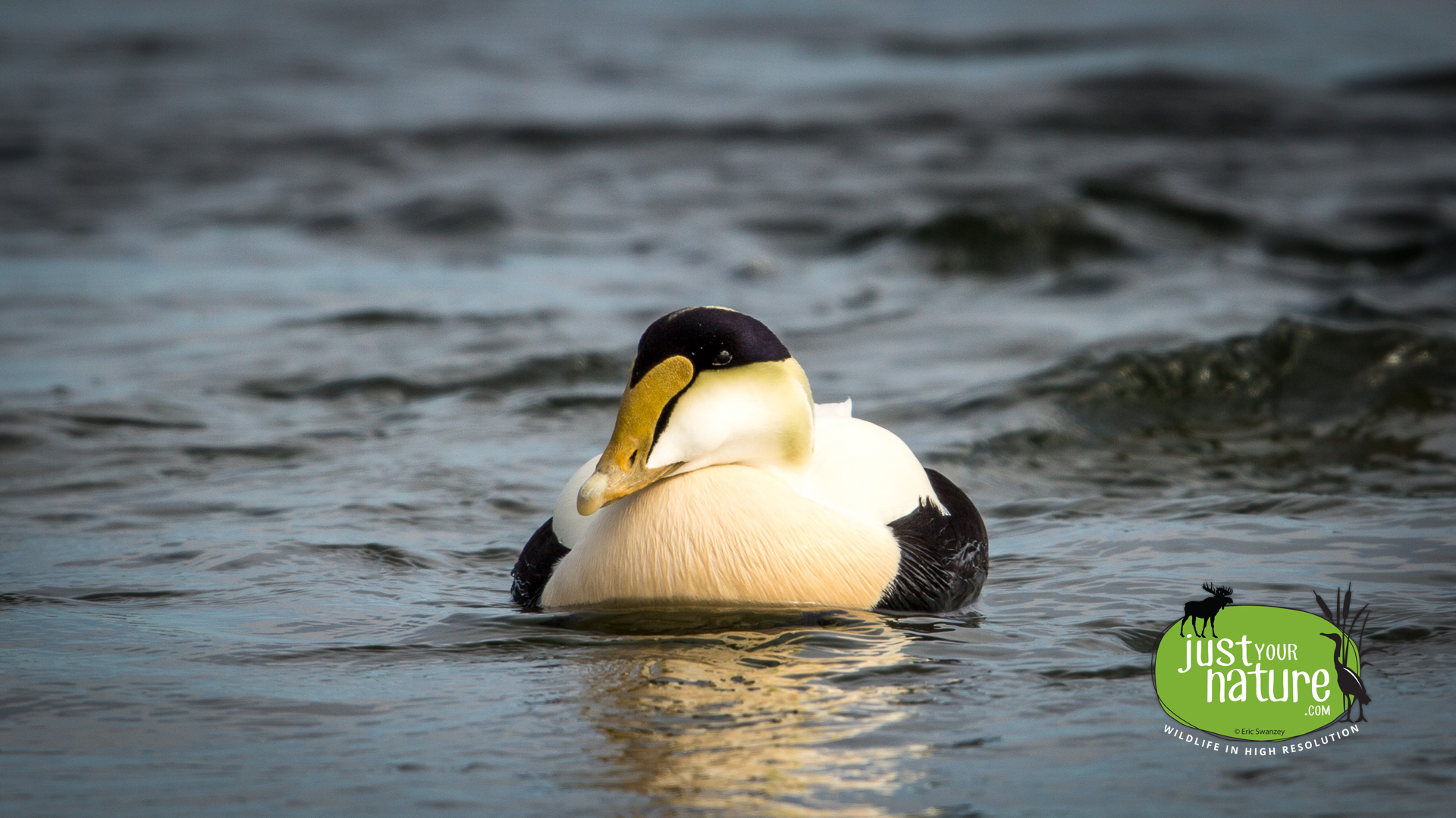 Common Eider, Salisbury Beach State Reservation, Salisbury, Massachusetts, 14 March 2014 by Eric Swanzey