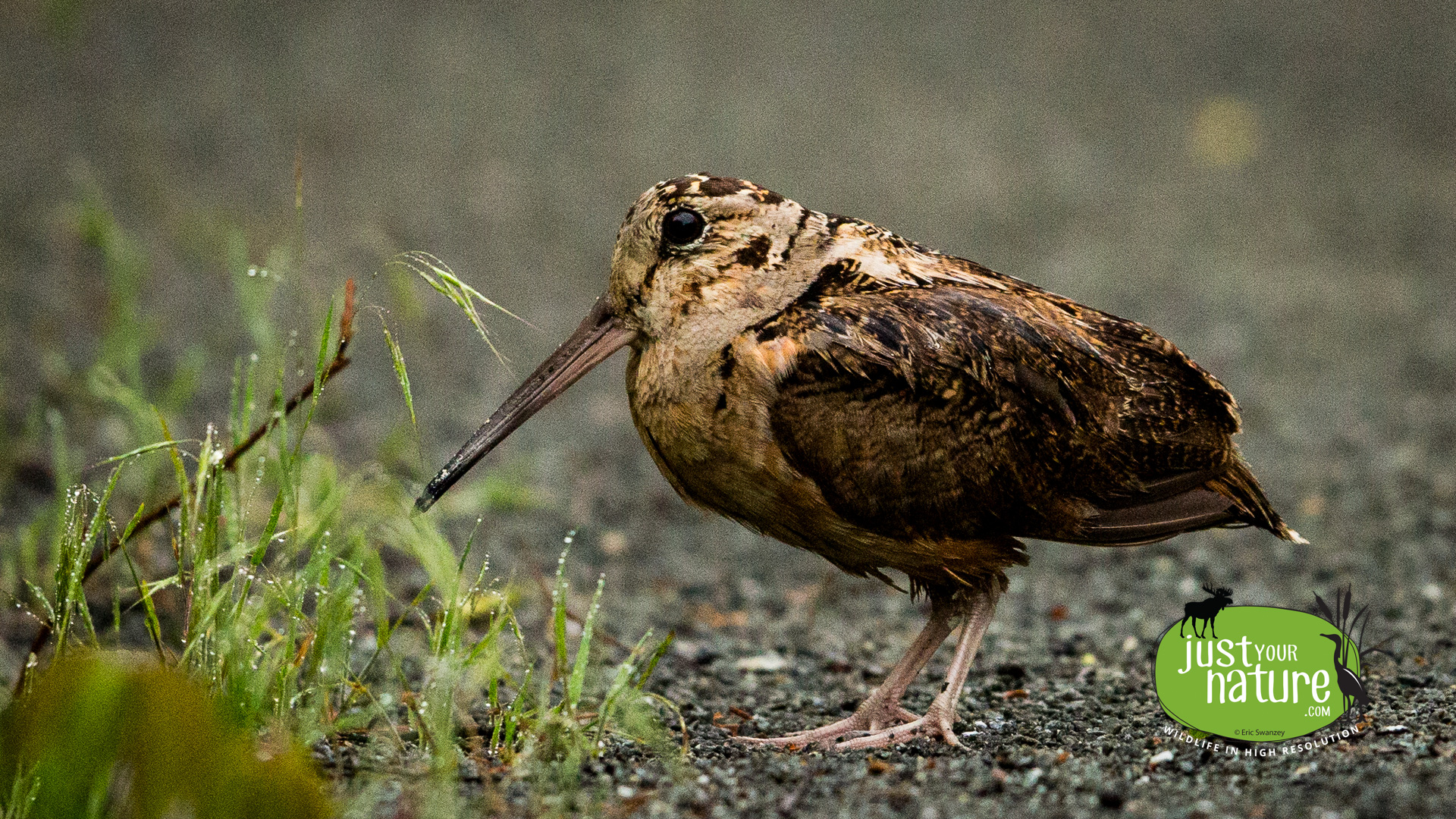 American Woodcock, Parker River NWR, Plum Island, Massachusetts, 28 May 2014 by Eric Swanzey