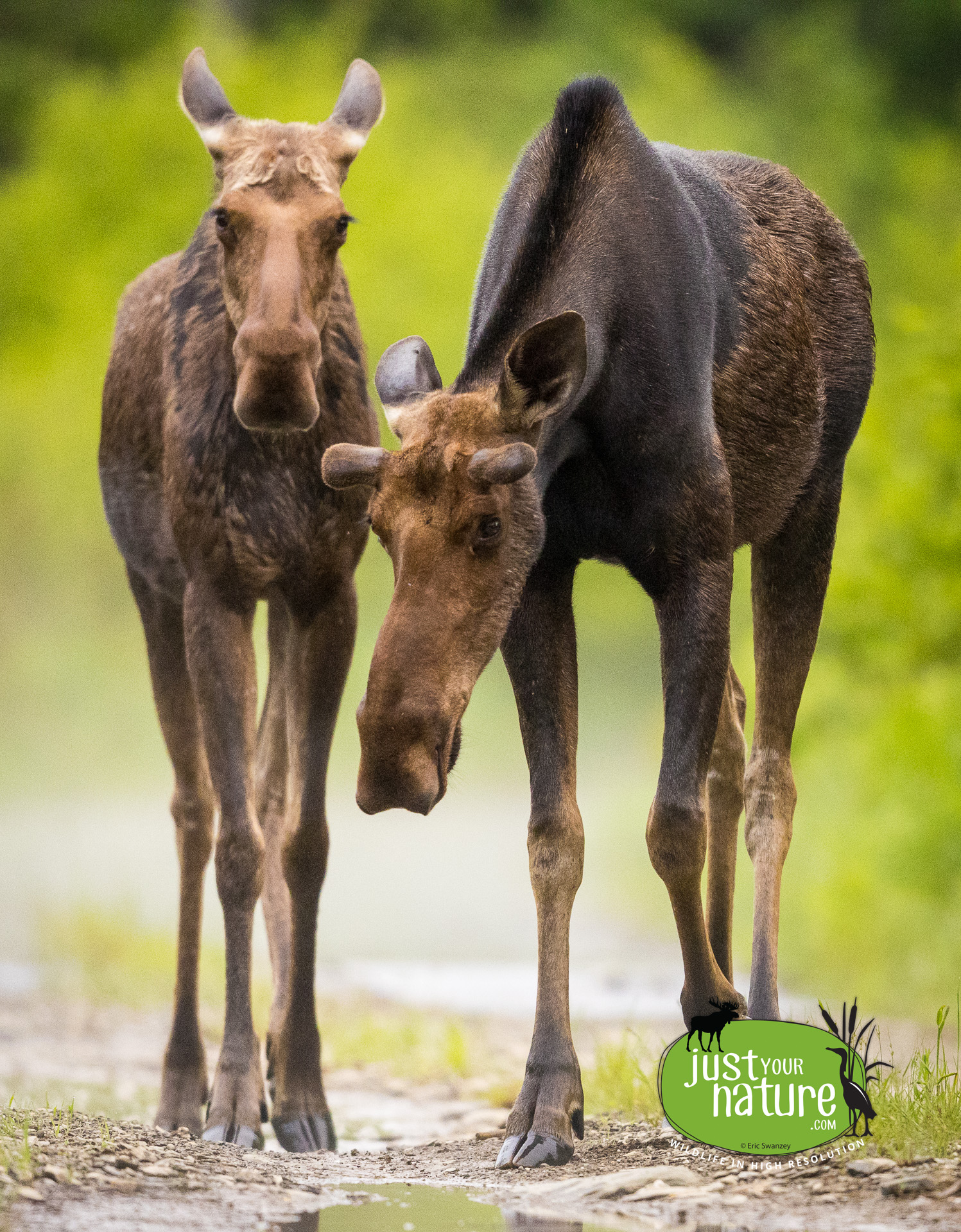 Moose, Elm Stream Twp, North Maine Woods (NMW), Maine, DeLorme 48:C5, 17 June 2024 by Eric Swanzey