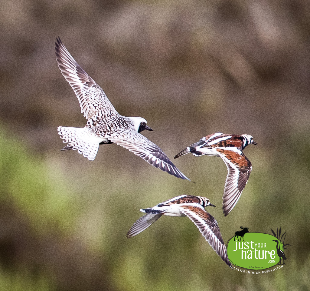 Black-bellied Plover, Ruddy Turnstone, Parker River NWR, Plum Island, Massachusetts, 19 May 2018 by Eric Swanzey