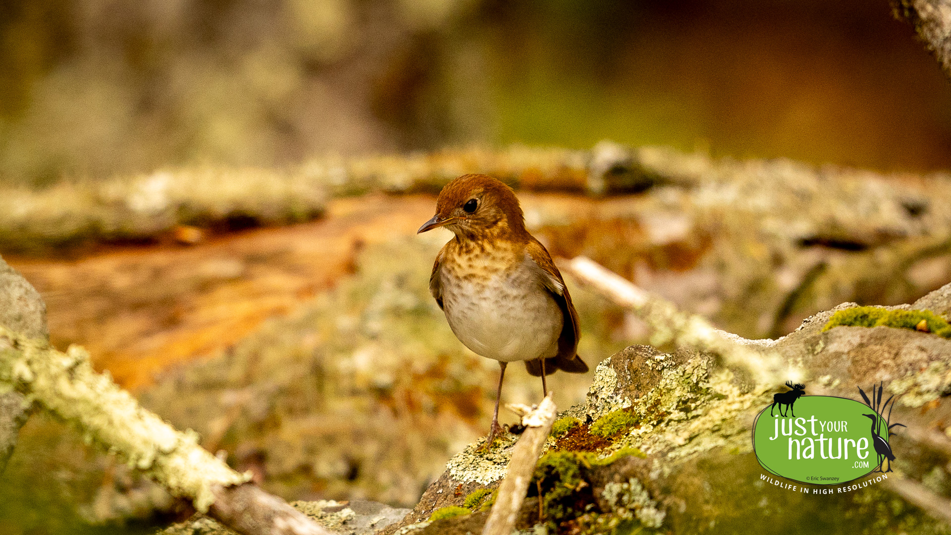 Veery, Middle Pond, York, Maine, 9 May 2024 by Eric Swanzey