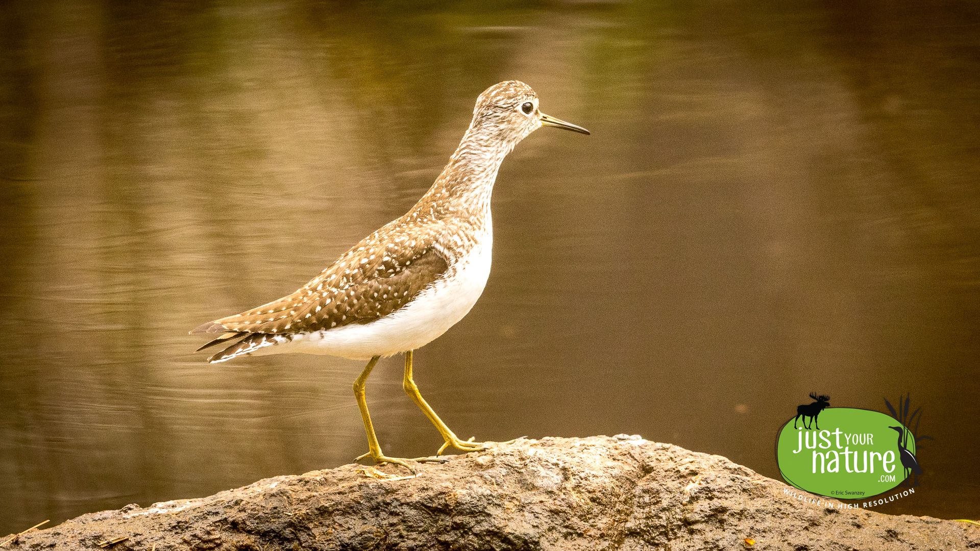 Solitary Sandpiper, Hilton-Winn Preserve, York, Maine, 14 May 2024 by Eric Swanzey