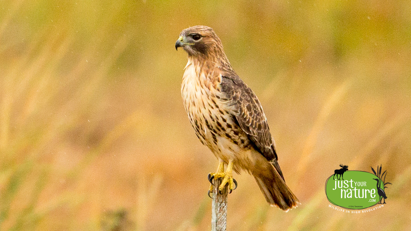 Red-tailed Hawk, Parker River NWR, Plum Island, Massachusetts, 16 October 2014 by Eric Swanzey