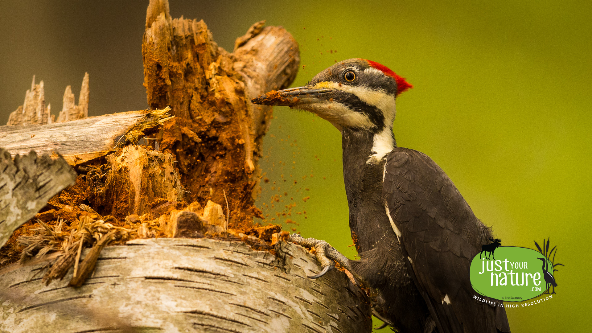 Pileated Woodpecker, Great Bay NWR, Newington, New Hampshire, 16 May 2024 by Eric Swanzey