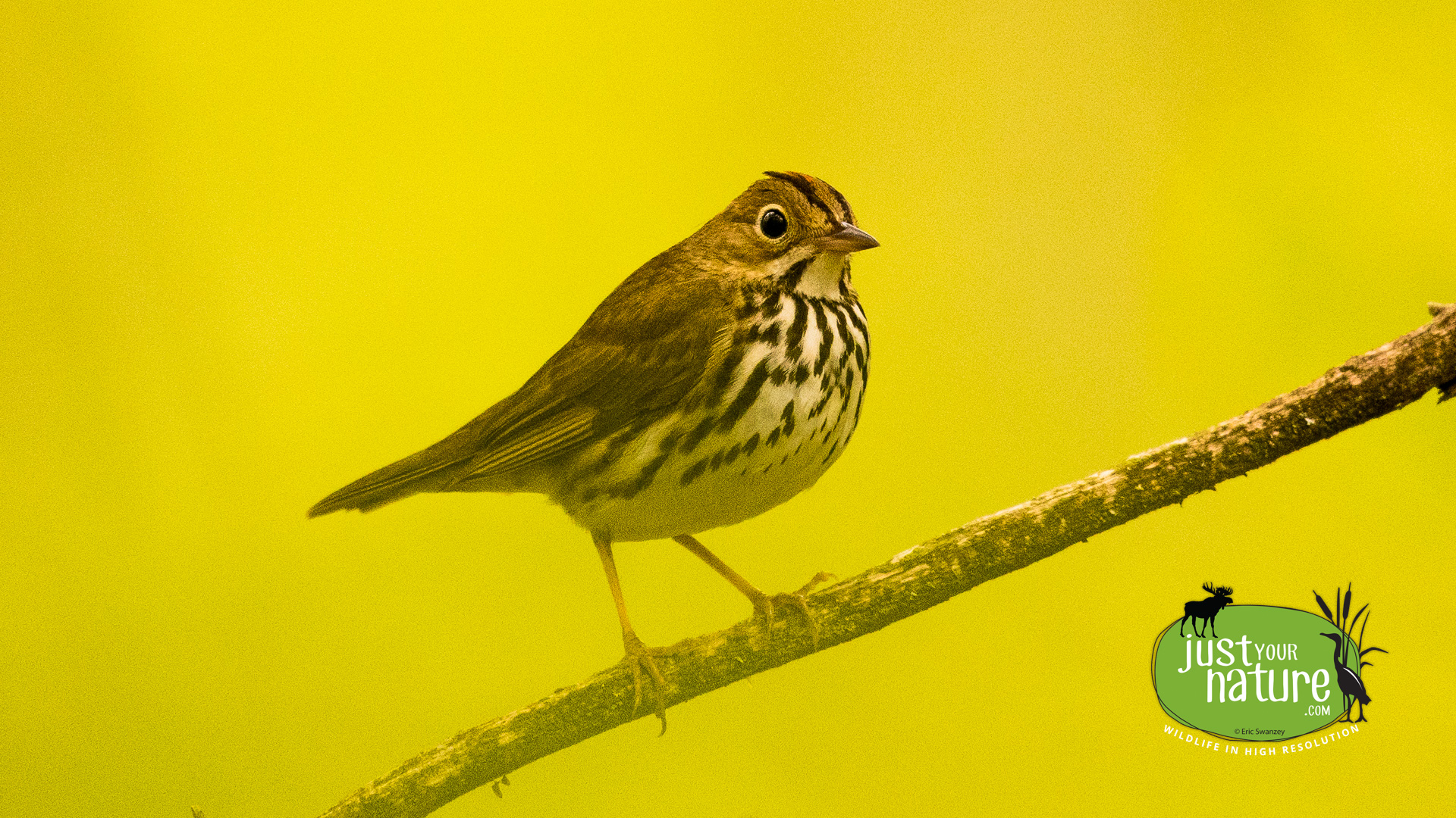 Ovenbird, Rocky Hills Preserve, South Berwick, Maine, 18 May 2024 by Eric Swanzey