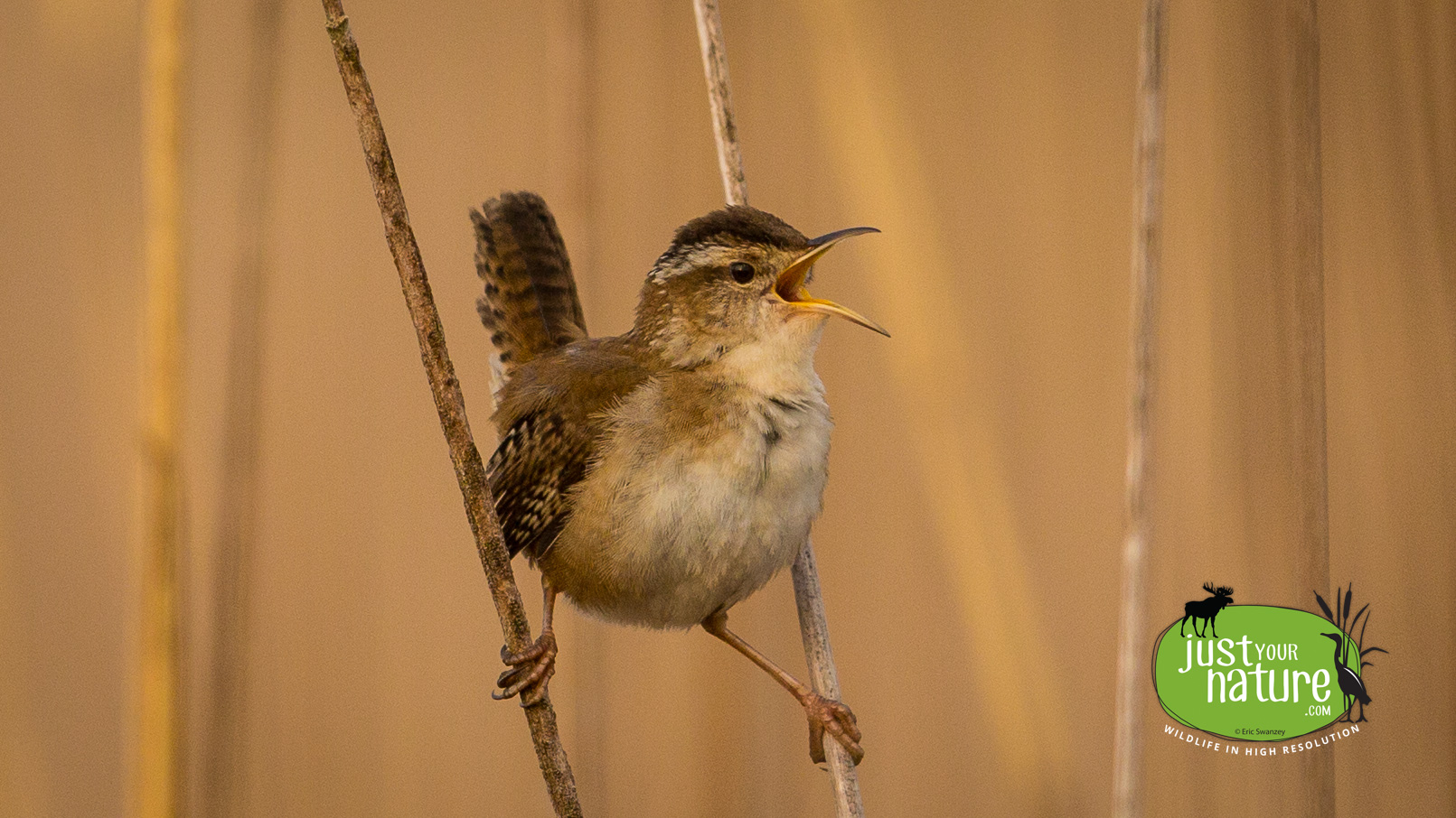 Marsh Wren, Parker River NWR, Plum Island, Massachusetts, 13 May 2014 by Eric Swanzey