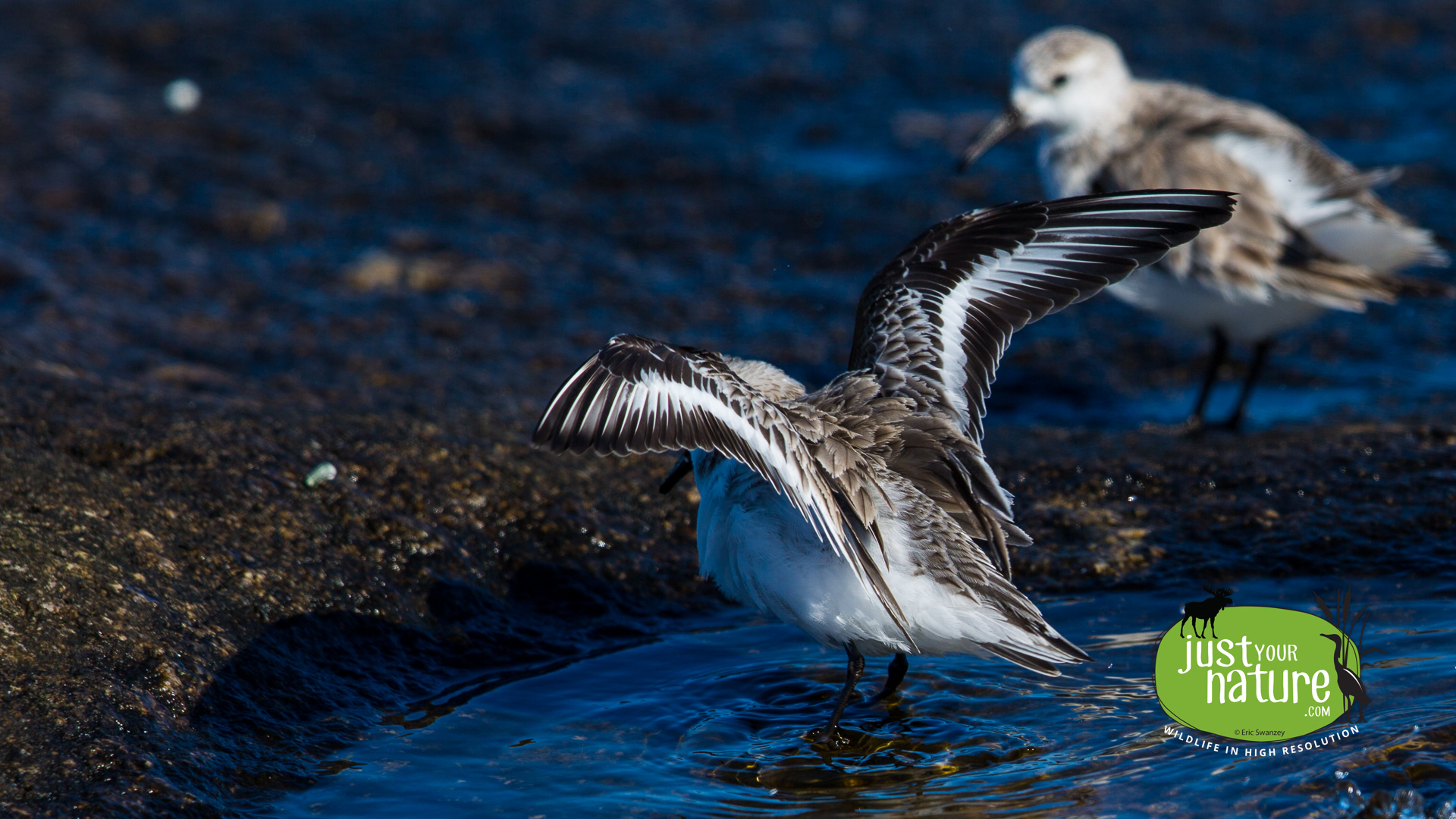 Sanderling, Halibut Point Reservation, Rockport, Massachusetts, 6 March 2014 by Eric Swanzey