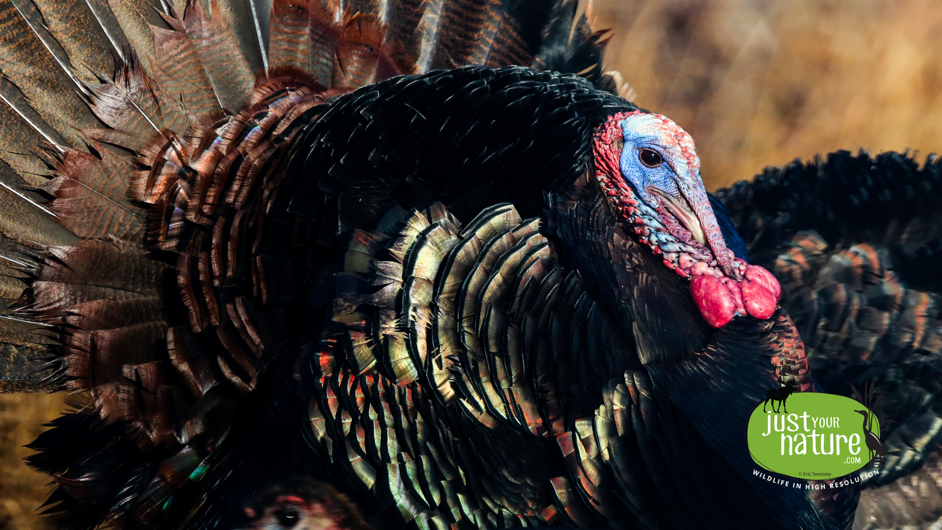 Wild Turkey, Parker River NWR, Plum Island, Massachusetts, 14 January 2014 by Eric Swanzey