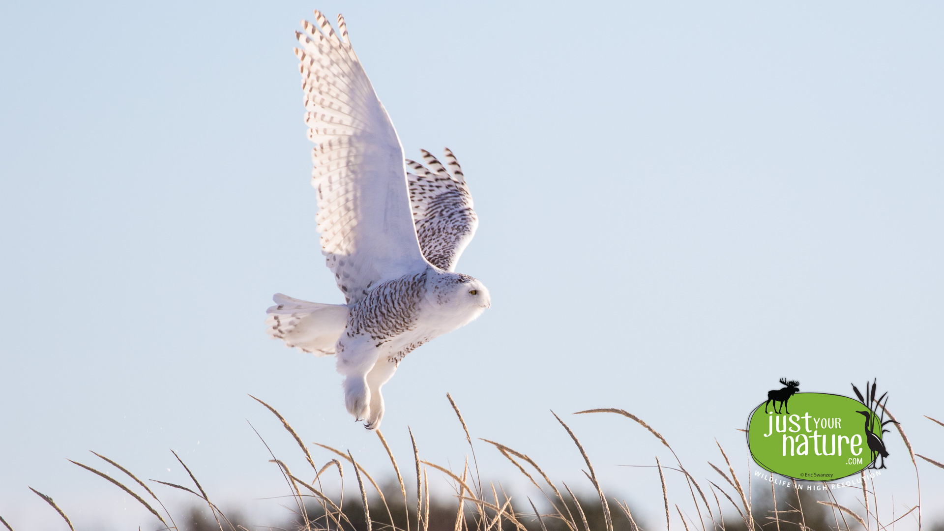 Snowy Owl, Crane Beach, Ipswich, Massachusetts, 28 January 2015 by Eric Swanzey