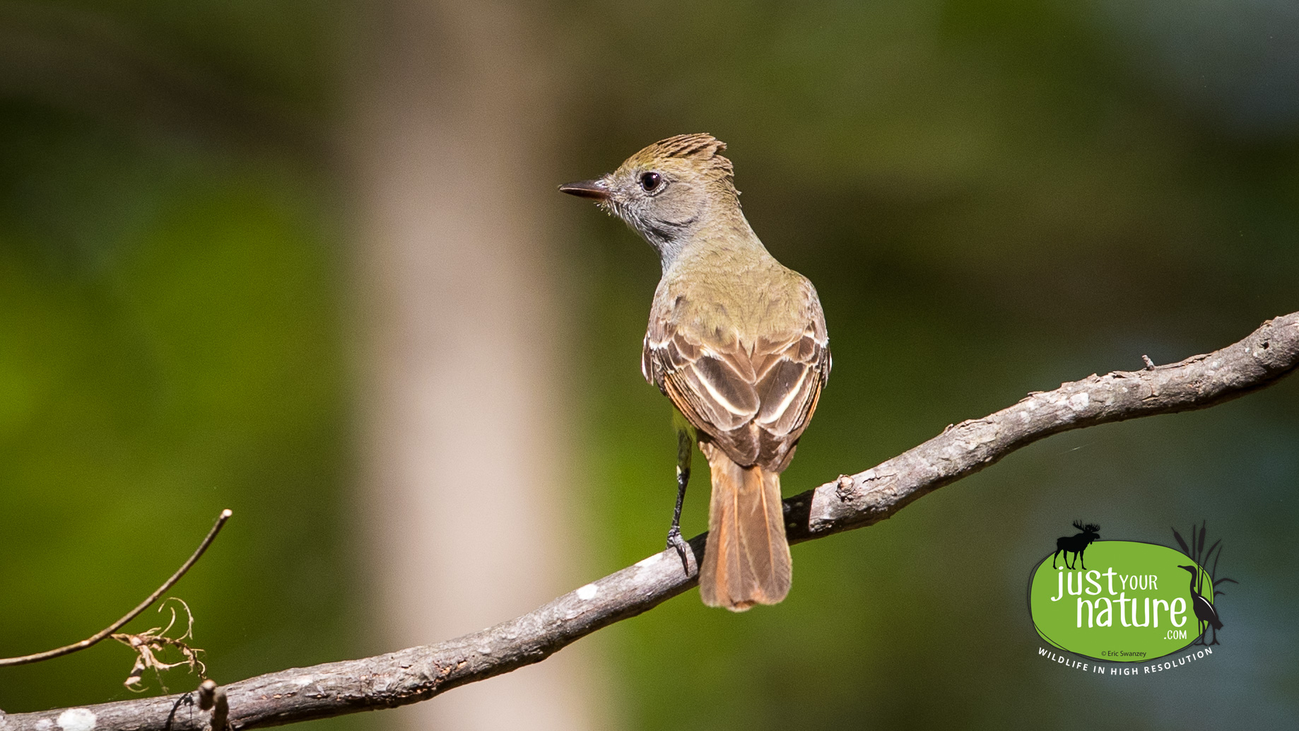 Great Crested Flycatcher, Gordon Woods, Hamilton, Massachusetts, 18 May 2017 by Eric Swanzey