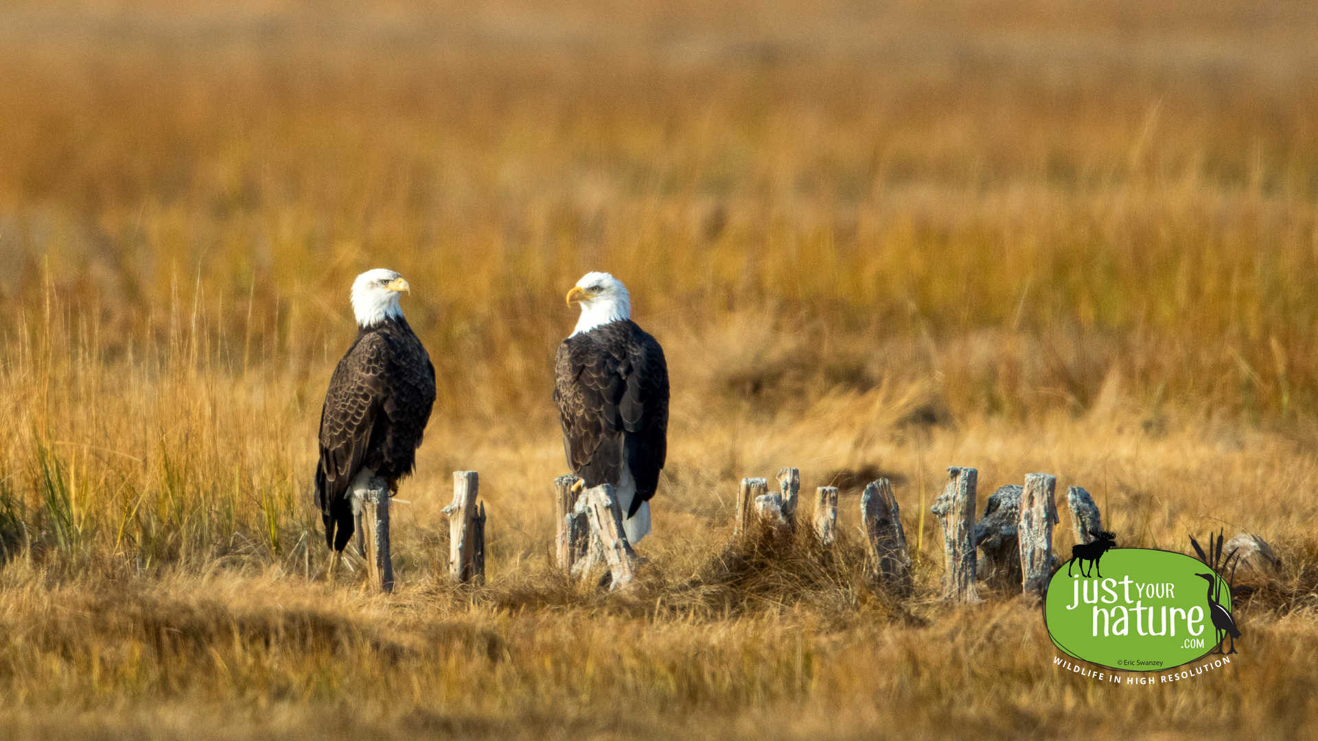 Bald Eagle, Parker River NWR, Plum Island, Massachusetts, 7 December 2015 by Eric Swanzey