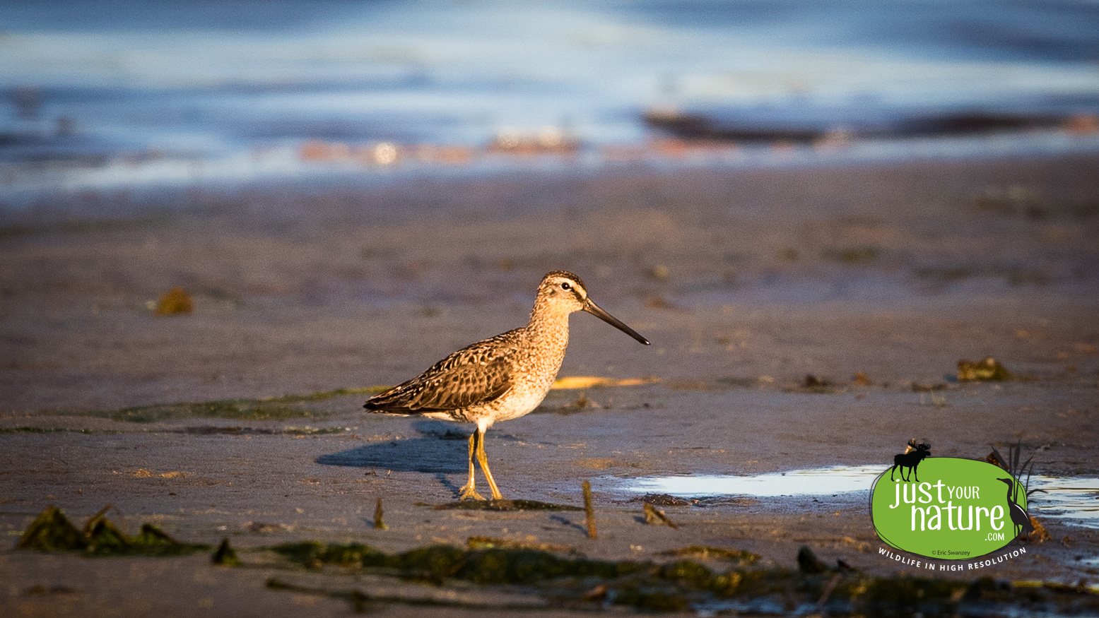 Long-billed Dowitcher, Parker River NWR, Plum Island, Massachusetts, 3 July 2017 by Eric Swanzey