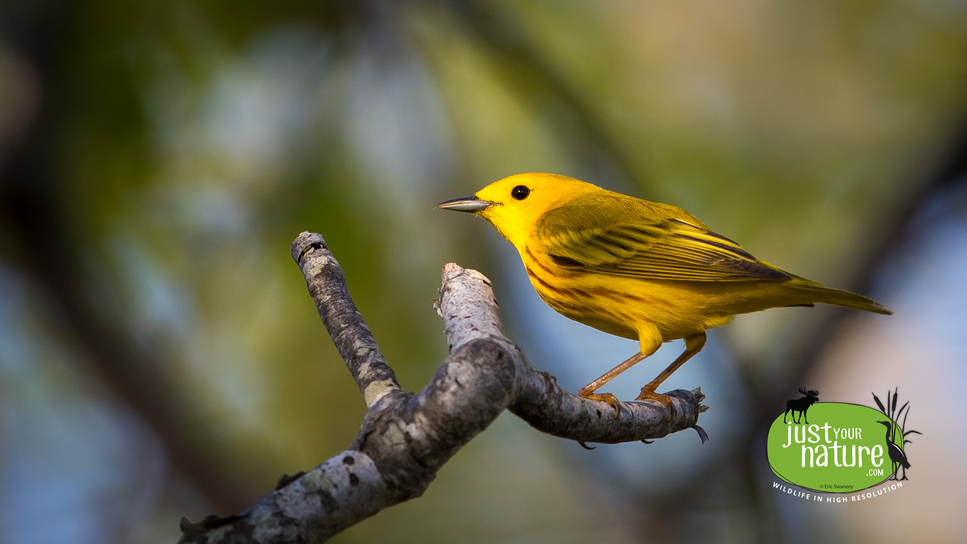 Yellow Warbler, Parker River NWR, Plum Island, Massachusetts, 21 May 2016 by Eric Swanzey