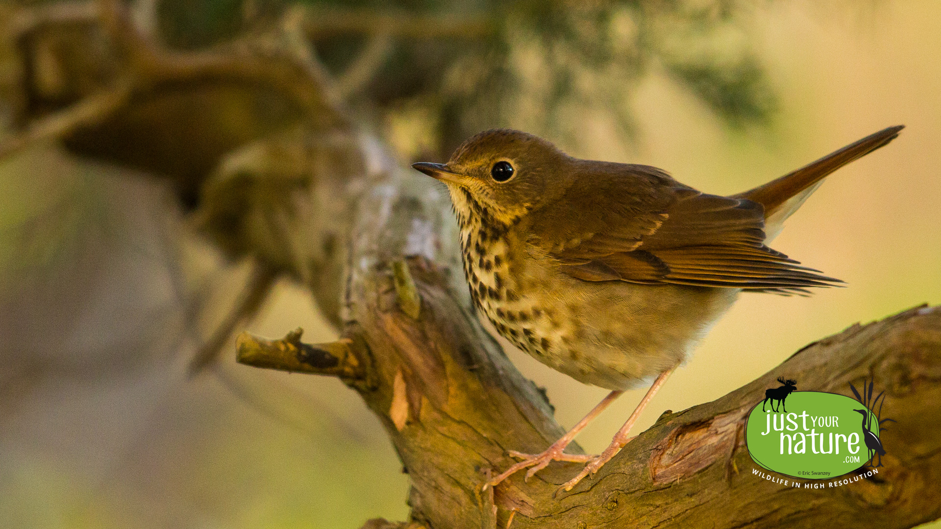 Hermit Thrush, Parker River NWR, Plum Island, Massachusetts, 25 October 2014 by Eric Swanzey