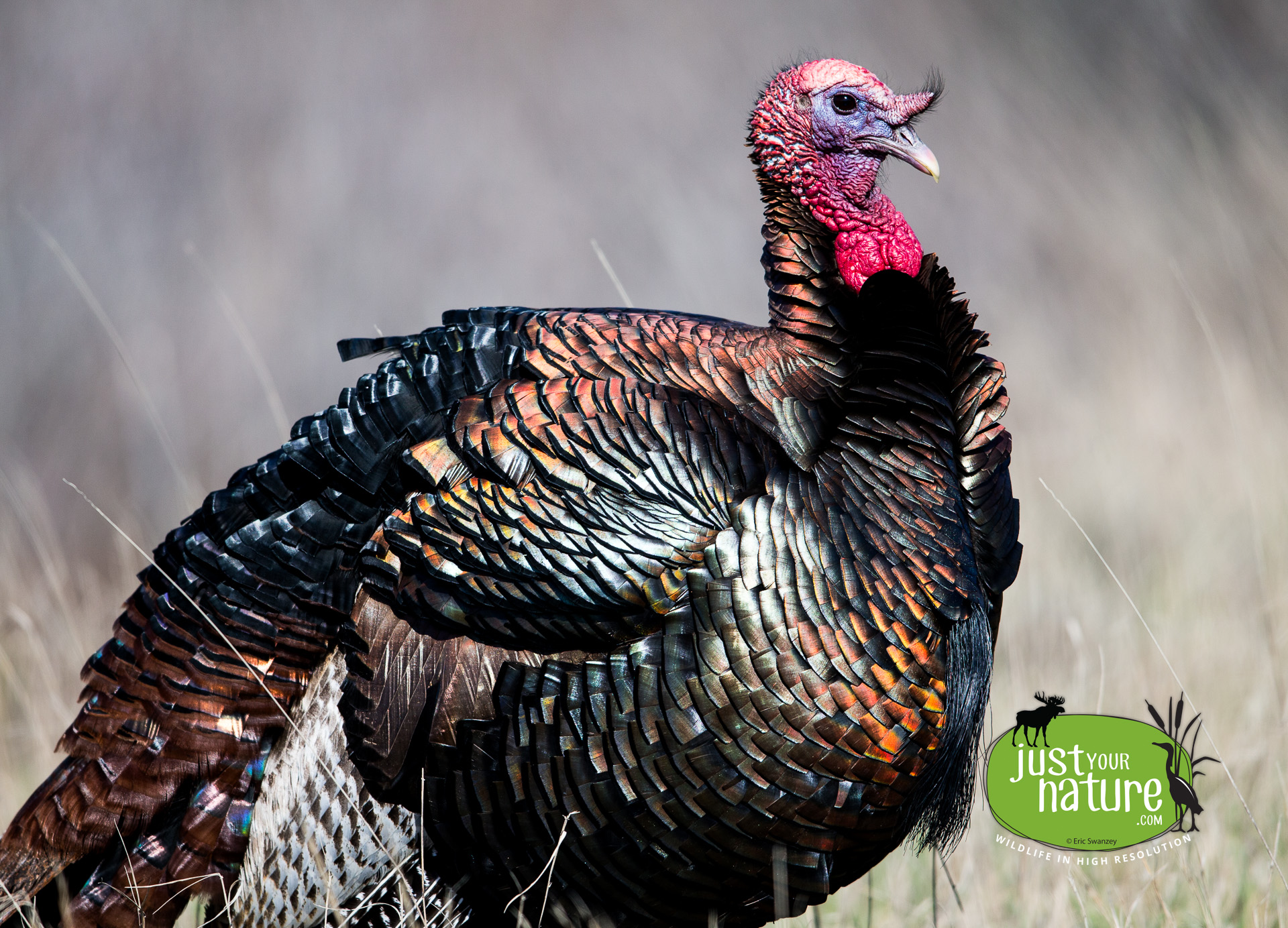 Wild Turkey, Parker River NWR, Plum Island, Massachusetts, 20 April 2016 by Eric Swanzey