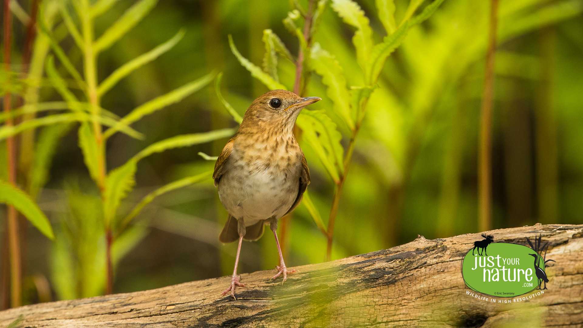 Veery, Hop Brook Wildlife Management Area, Lee, Massachusetts, 20 May 2019 by Eric Swanzey