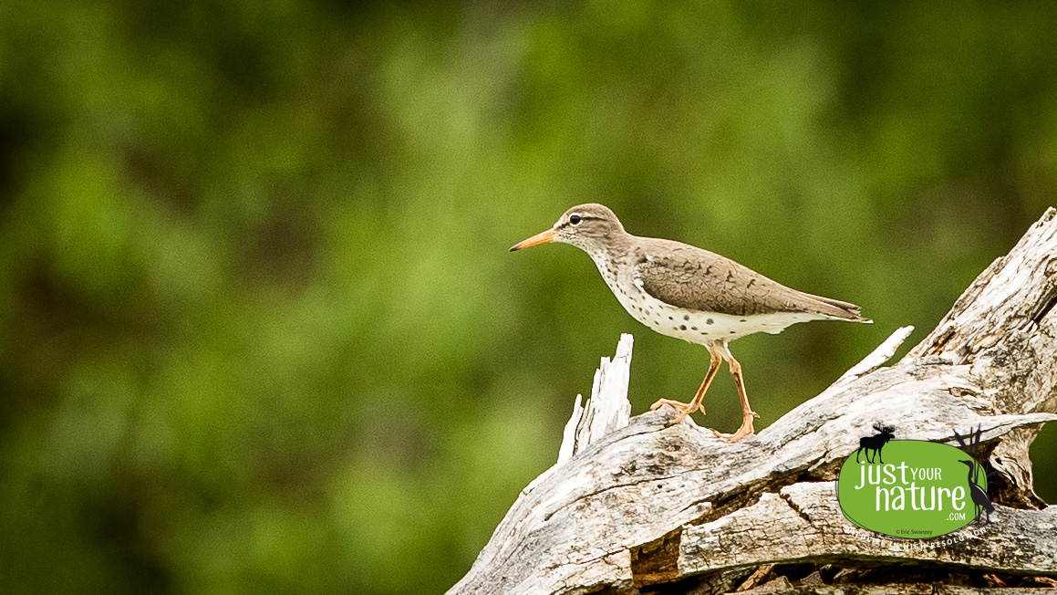 Solitary Sandpiper, Hop Brook Wildlife Management Area, Lee, Massachusetts, 20 May 2019 by Eric Swanzey