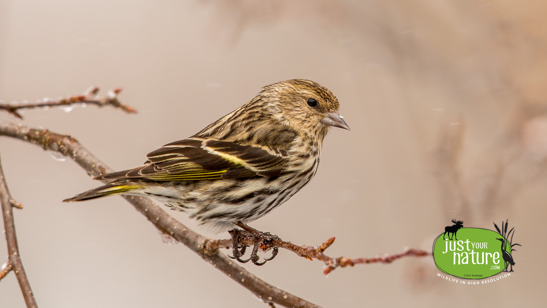 Pine Siskin, Chubb Creek, Beverly Farms, Massachusetts, 28 March 2015 by Eric Swanzey