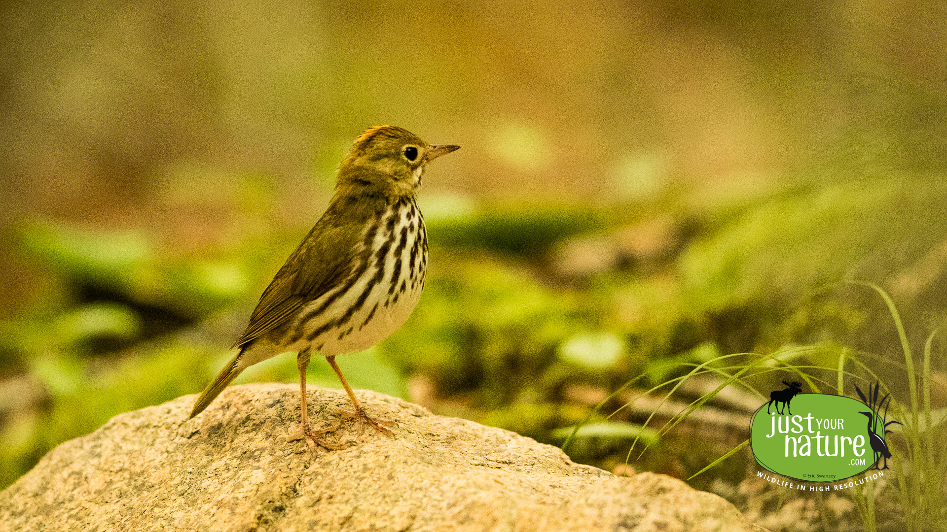 Ovenbird, Chubb Creek, Beverly Farms, Massachusetts, 16 June 2017 by Eric Swanzey