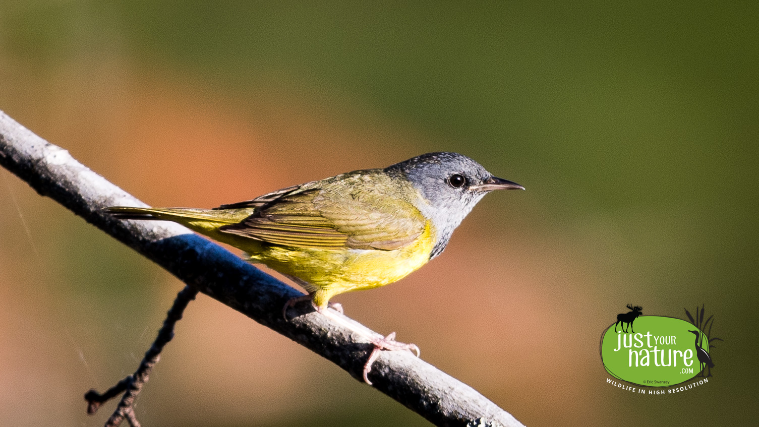 Mourning Warbler, Long Pond, Sandwich Academy Grant Twp, Maine, DeLorme 40:B3, 4 June 2024 by Eric Swanzey