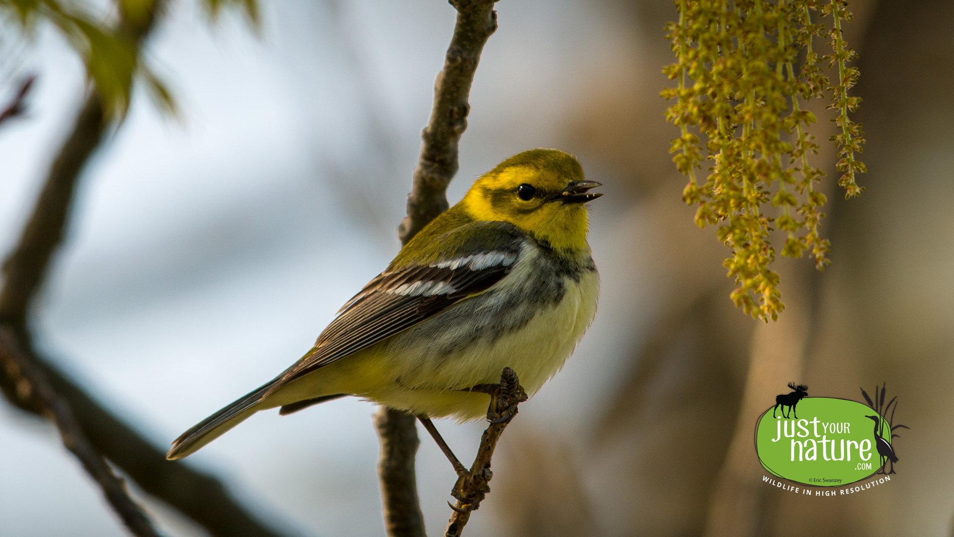 Black-throated Green Warbler, Parker River NWR, Plum Island, Massachusetts, 18 May 2014 by Eric Swanzey