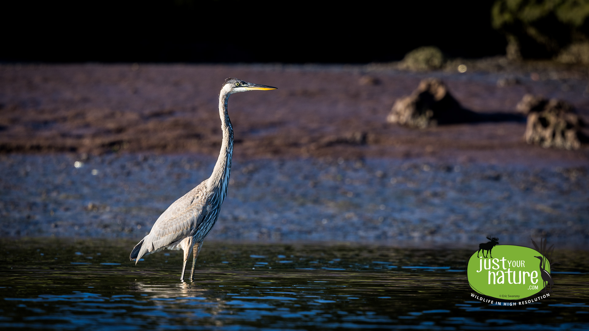 Great Blue Heron, Scarborough, Scarborough Marsh, Maine, 1 September 2022 by Eric Swanzey