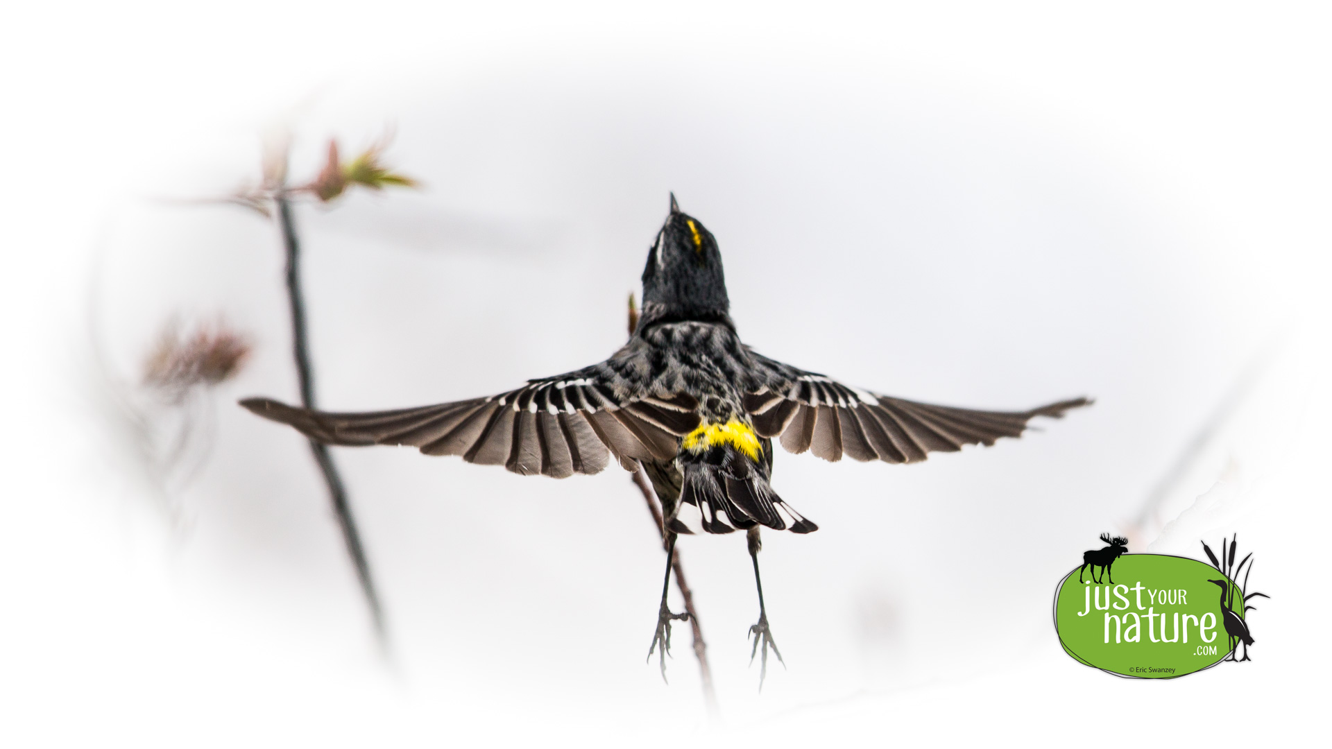 Yellow-rumped Warbler, Parker River NWR, Plum Island, Massachusetts, 5 May 2014 by Eric Swanzey