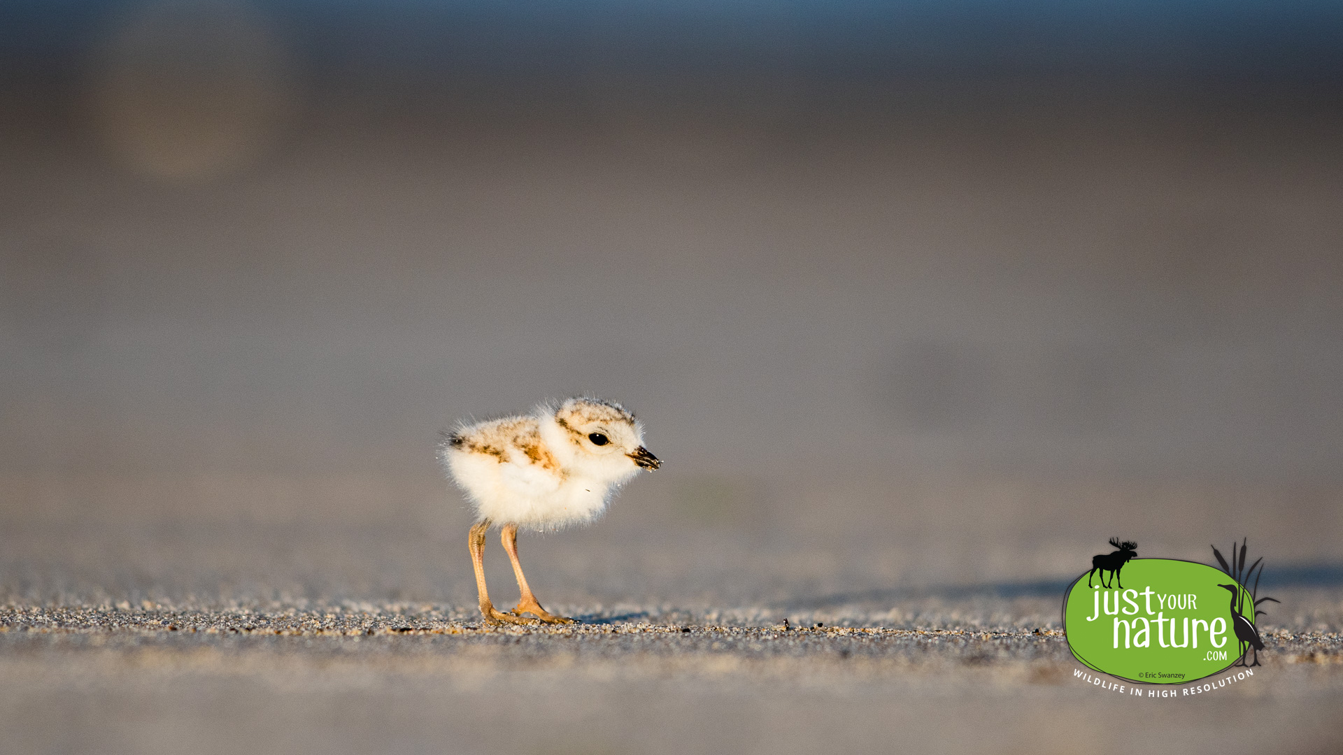 Piping Plover, Sandy Point State Reservation, Plum Island, Massachusetts, 22 July 2015 by Eric Swanzey